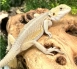 Witblits Bearded Dragon for sale