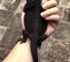 black bearded dragon